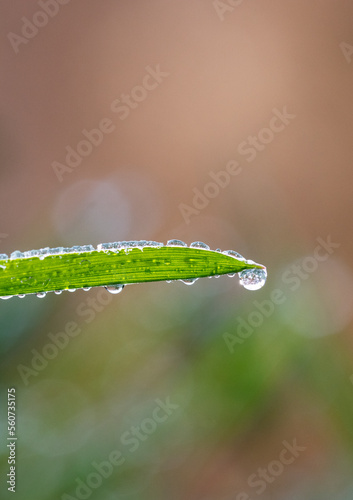  leaf with drops of water,photo of rain drops falling from a leaf.