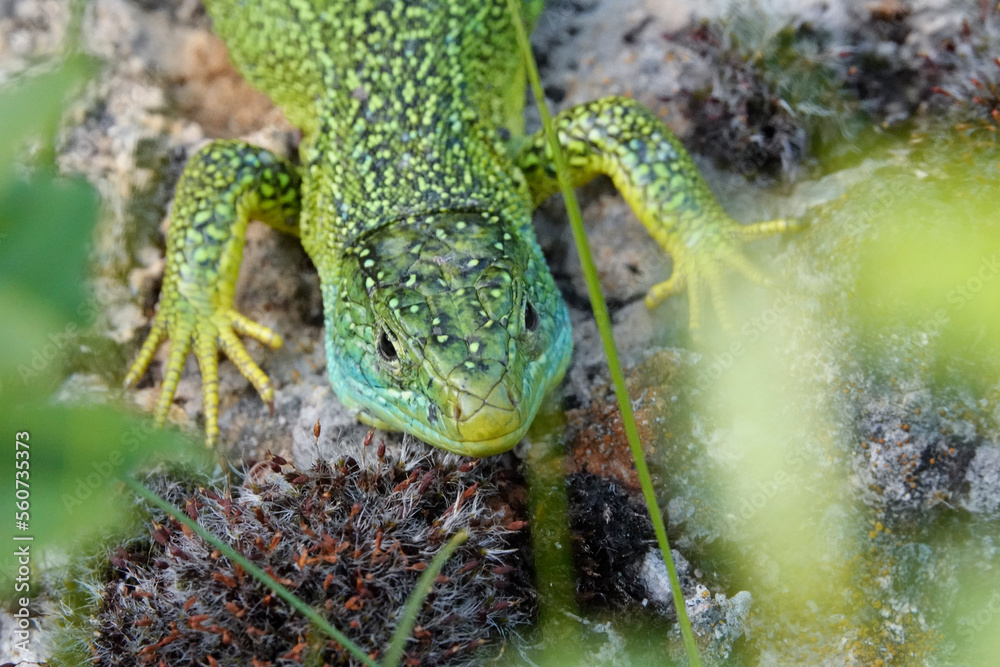 Westliche Smaragdeidechse, Lacerta bilineata Westliche Smaragdeidechse, Lacerta bilineata