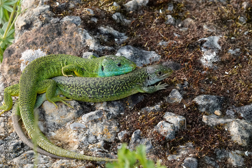 Westliche Smaragdeidechse, Lacerta bilineata photo