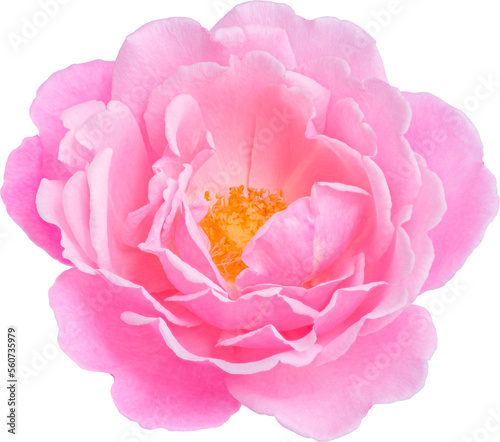 Pink Rose flowers focus stacking close up isolated for love wedding and valentines day