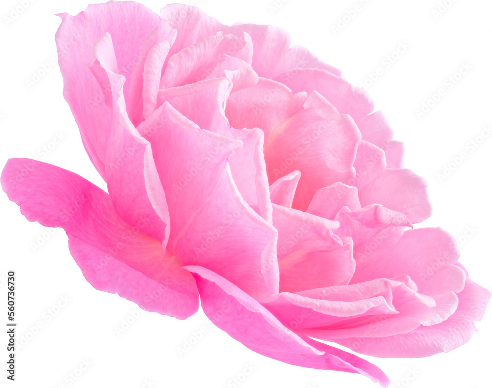 Pink Rose flowers focus stacking close up isolated for love wedding and valentines day