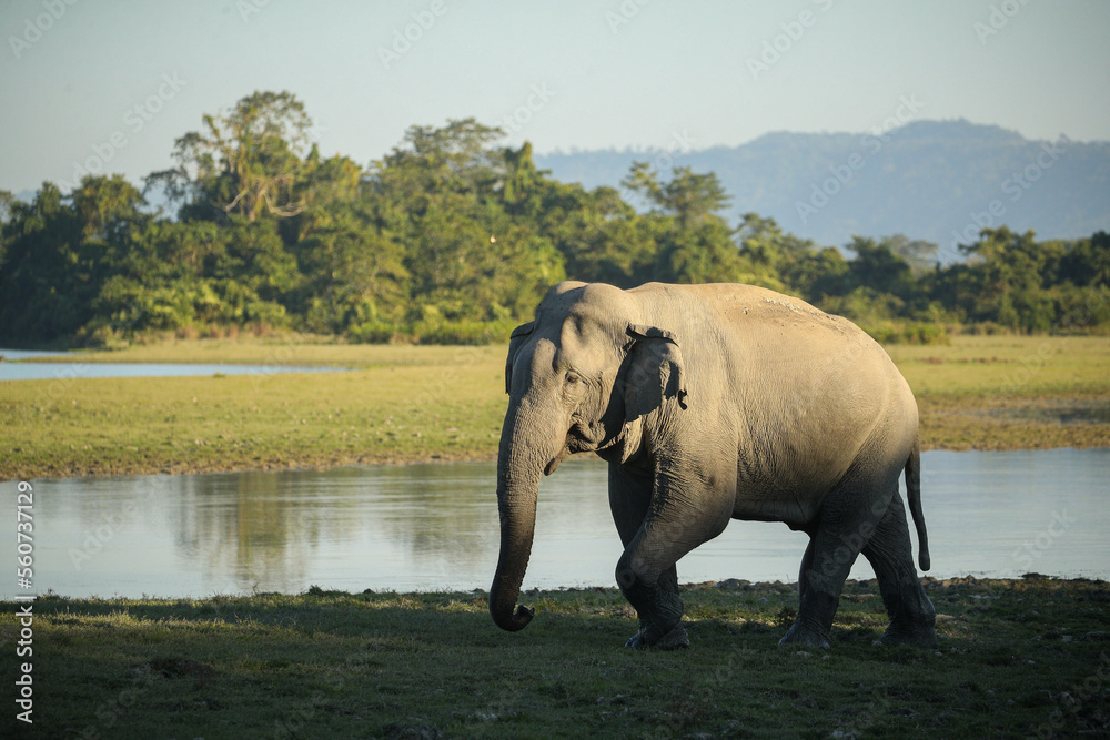 Asian elephant walk in the nature habitat. Elephants in the magical morning fog in Kaziranga national park. Indian wildlife. Elaphus maximus. Asian elephant walk in the nature habitat. Elephants in the magical morning fog in Kaziranga national park. Indian wildlife. Elaphus maximus.