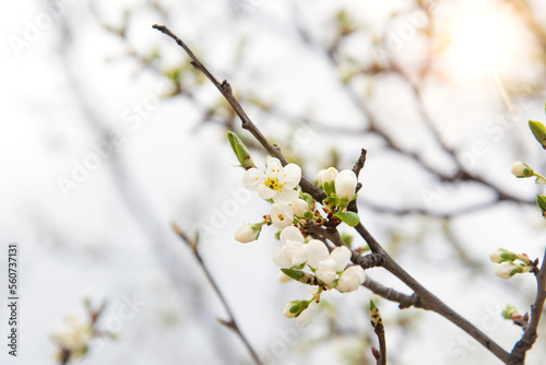 Cherry blossoms  beautiful white flowers in spring sunny day for background or copy space for text