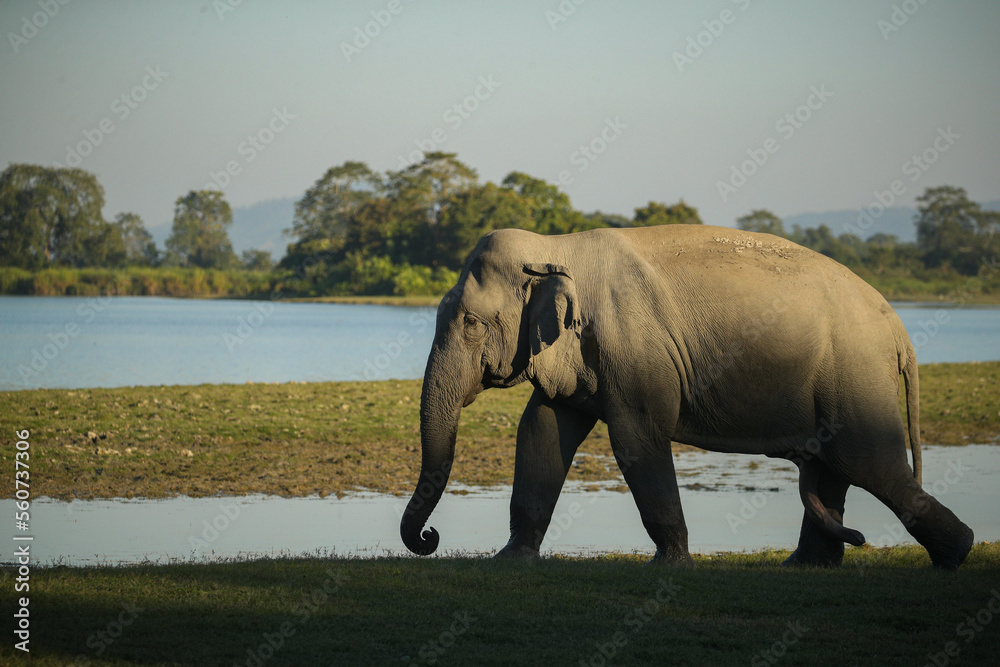 Obraz premium Asian elephant walk in the nature habitat. Elephants in the magical morning fog in Kaziranga national park. Indian wildlife. Elaphus maximus.