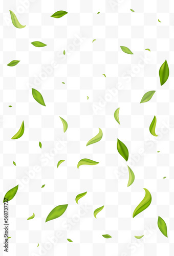 Lime Leaves Spring Vector Transparent Background