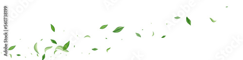 Lime Greens Spring Vector White Panoramic