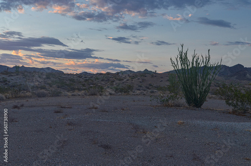 Fototapeta Naklejka Na Ścianę i Meble -  ocotillo (Fouquieria splendens) in Mojave desert near Needles (San Bernardino county, California)