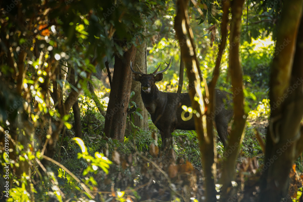 Sambar deer in the nature habitat during misty morning. Deer in the magical morning fog in corbett national park. Misty mornig in India. Jim Corbett´s park. Rusa unicolor. Sambar deer in the nature habitat during misty morning. Deer in the magical morning fog in corbett national park. Misty mornig in India. Jim Corbett´s park. Rusa unicolor.