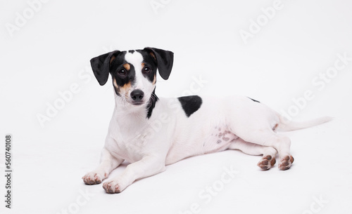 Portraite of adorable  happy puppy of Jack Russell Terrier. Cute smiling dog on white background. Free space for text.