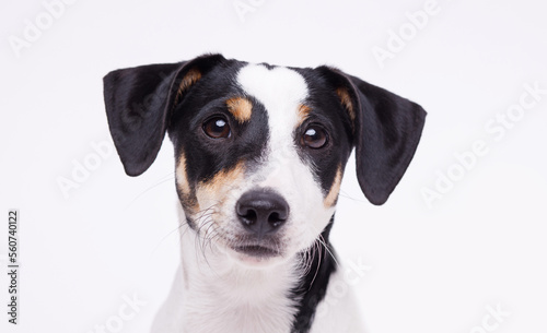 Portraite of adorable, happy puppy of Jack Russell Terrier. Cute smiling dog on white background. Free space for text.
