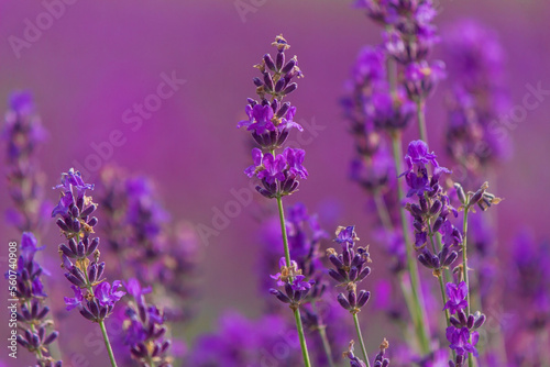 Sunset over a purple lavender field. Lavender fields of Valensole  Provence  France. Selective focus