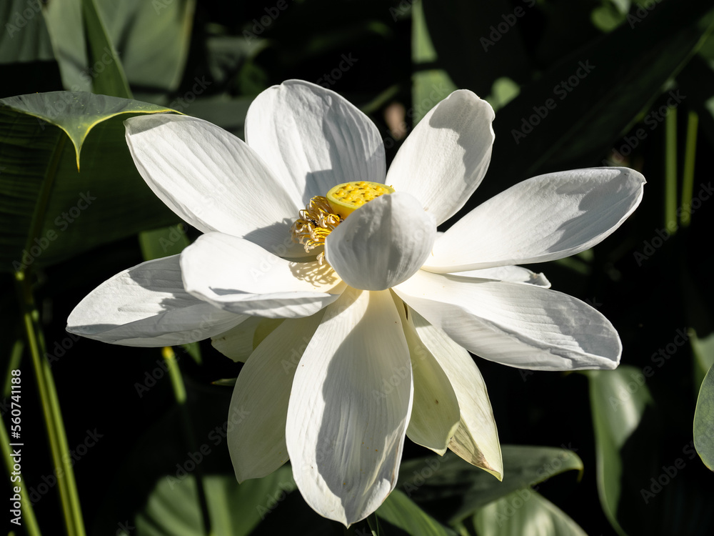 Obraz premium Beautiful white lotus flower in the sunlight