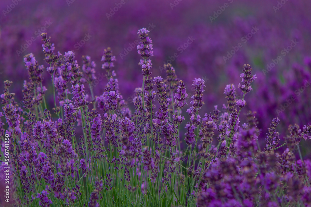Naklejka premium Sunset over a purple lavender field. Lavender fields of Valensole, Provence, France. Selective focus