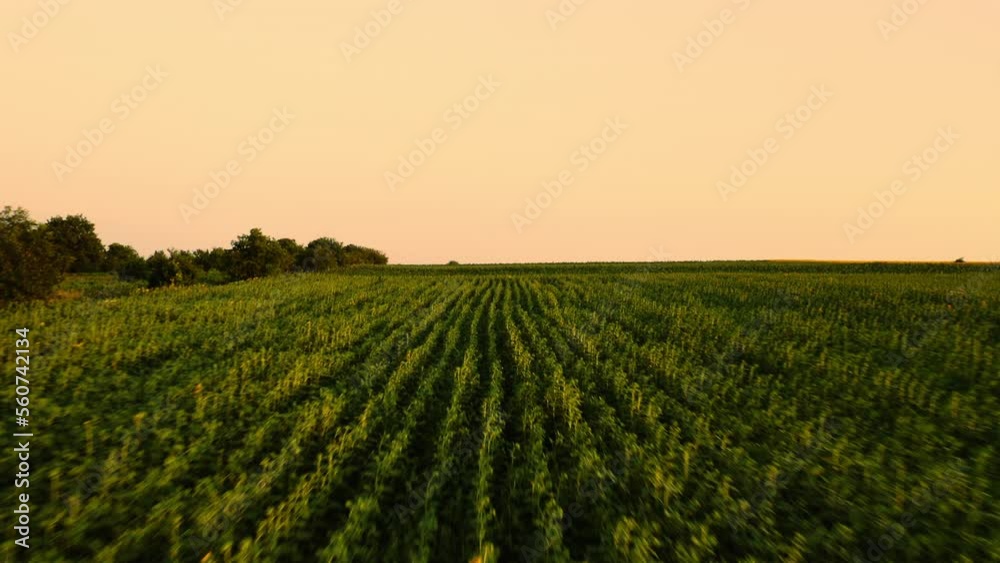 Drone flying low over green field with few sunflowers against sunset sky. Drone flying low over green field with few sunflowers against sunset sky.