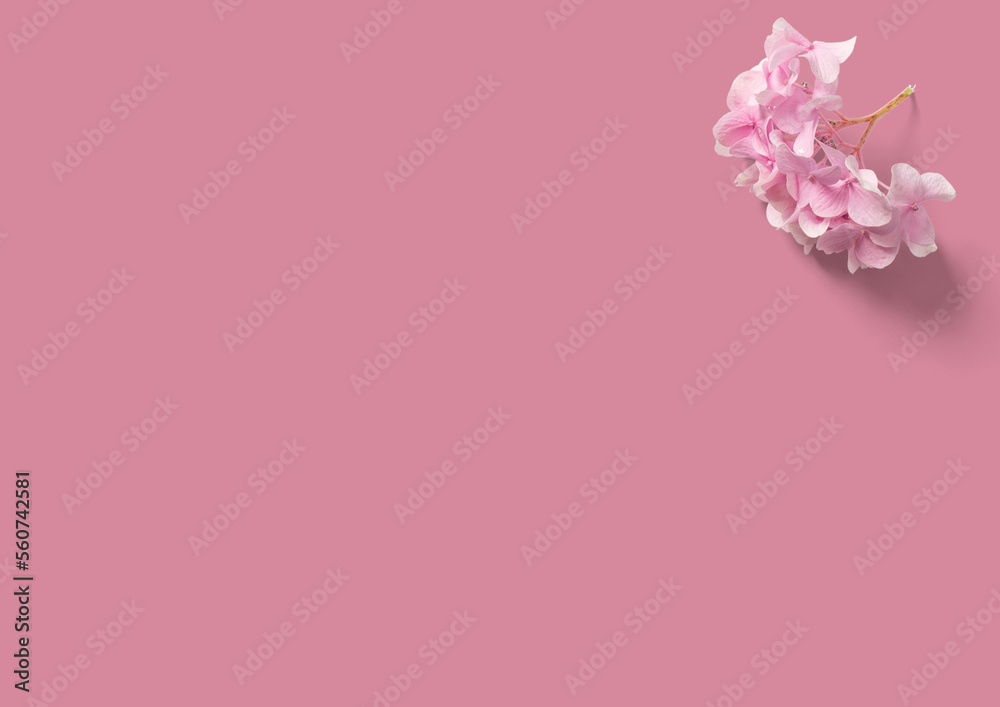 Flores de almentro sobre fondo liso rosa. Flores de almentro sobre fondo liso rosa.