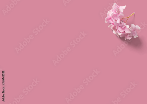 Flores de almentro sobre fondo liso rosa. 