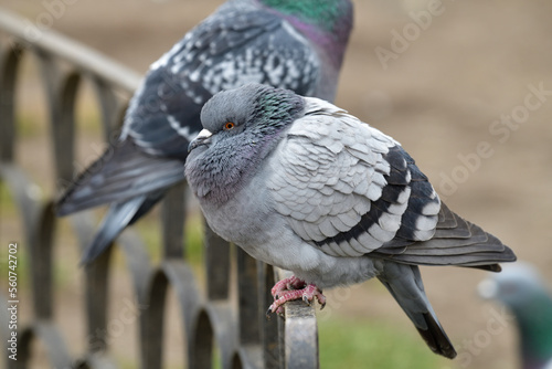 Pigeons standing on a fence, Sofia, Bulgaria