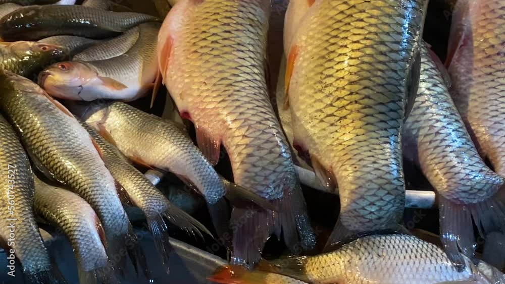 Different kinds of carp fishes displayed for sale at a fish market in Bangladesh. Close up panning high angle shot Different kinds of carp fishes displayed for sale at a fish market in Bangladesh. Close up panning high angle shot