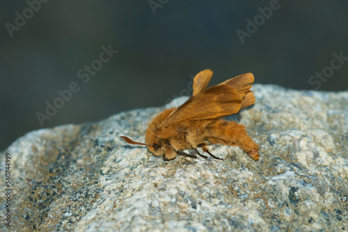 Habichtskrautspinner (Lemonia dumi) photo