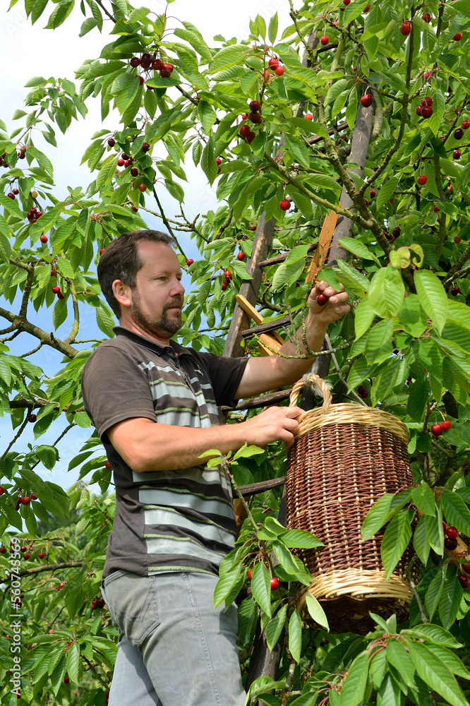 Fototapeta premium Cueillette de cerises en vallée de Seine près de Jumièges. Variété : bigarreau Hedelfingen