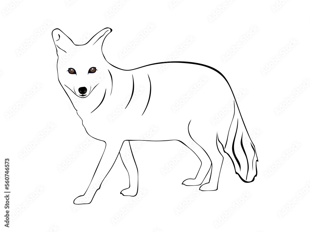 Hand drawn Jackal isolated on white background. Jackal Vector illustration in minimal style.