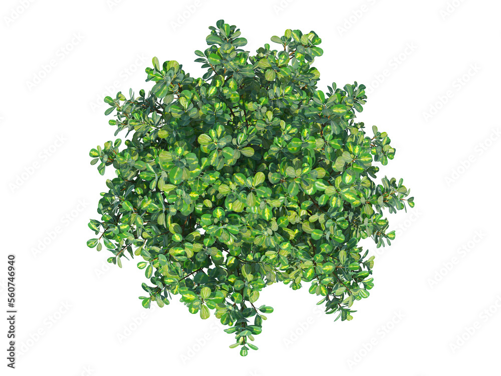 Obraz premium Mirror Bush top view png alpha channel