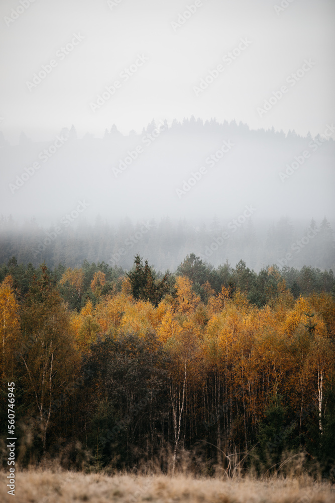 Fototapeta premium Colorful trees in moody forest at sunrise lin foggy fall mountains.