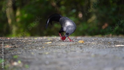 Kalij pheasant ; Lophura leucomelanos living on the ground. photo