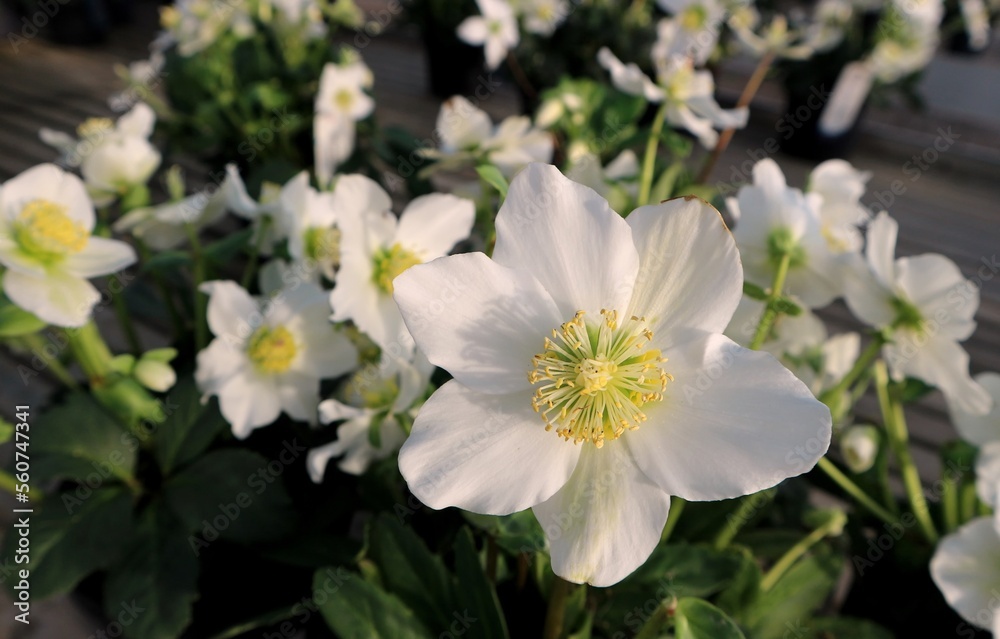 Christmas roses plant. The scientific name is  Helleborus niger and it is also called black Hellebore