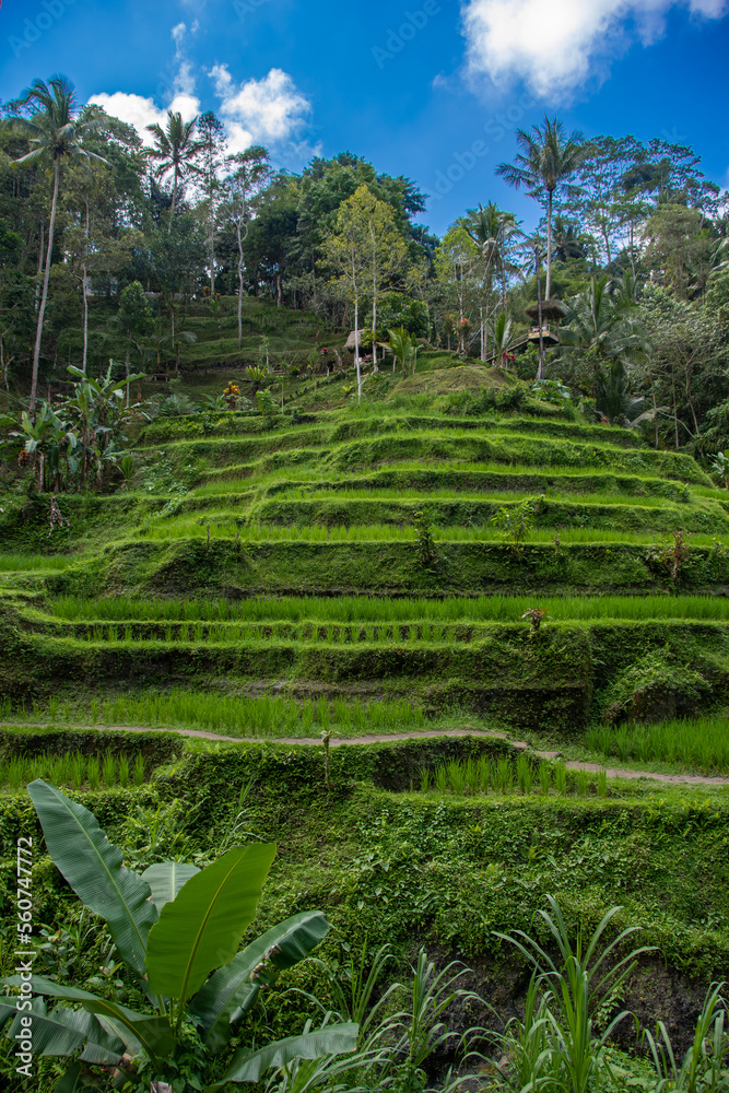 The Tegallalang rice terraces on the Indonesian holiday island of Bali