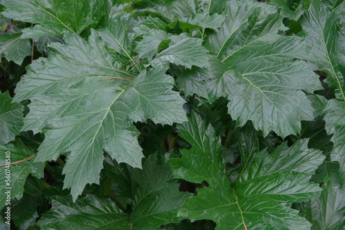 Fotografia Big green leaves of an Acanthus mollis Bear's Breeches plant