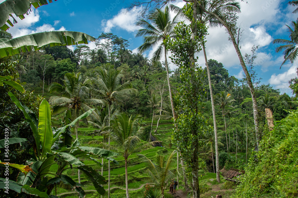 The Tegallalang rice terraces on the Indonesian holiday island of Bali The Tegallalang rice terraces on the Indonesian holiday island of Bali