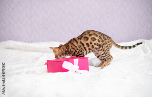 Photo of bengal breed kitten plays with pink box indoors. Present for holiday , playfull kitten photo © Vita
