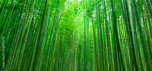 Arashiyama Bamboo Forest in Kyoto Japan. Beautiful bamboo background with natural scene in japan.
