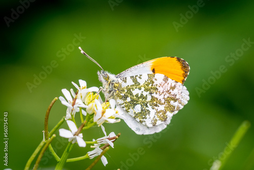 A male Orange Tip butterfly, Anthocharis cardamines, seen side on with its wings closed displaying the green mottling of the underwing as well as the orange tip of the name photo