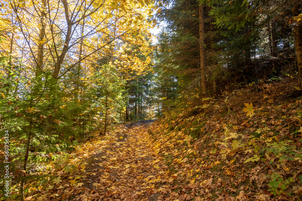 Obraz premium Autumn forest. Belianske Tatras. Slovakia.
