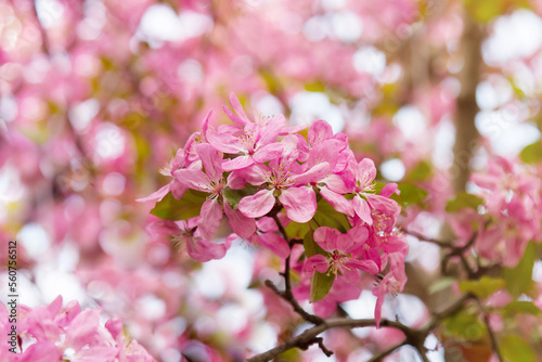  Blossoming branch of apple tree with pink flowers. photo