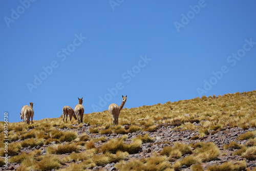 Grazing vicunas in the Puna Argentina photo