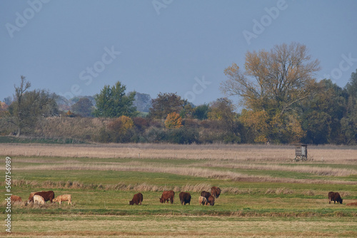 Kuhherde im Herbst in Buckow