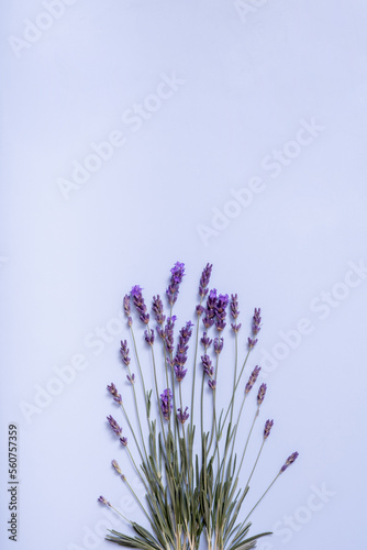 Lavender flowers on colored background top view. Copy space