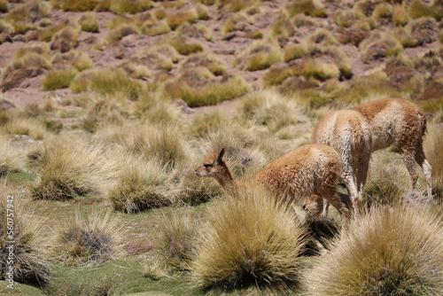 Grazing vicunas in the Puna Argentina photo