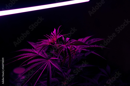 Purple marijuana, cannabis plant indoor with neon purple led light. Big cannabis leafs