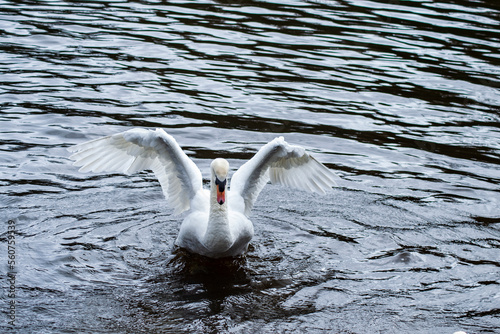 Mute swan landing on Hillsborough lake in County Down Northern Ireland photo