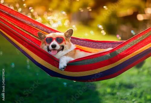cute corgi dog puppy lies in a hammock in a sunny summer garden on a hot day ...