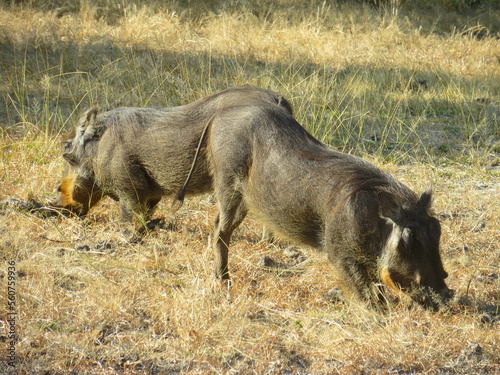 Wild boars in Mosi oa Tunya National Park, Zambia photo