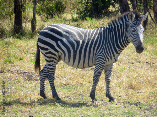 Zebra in Mosi oa Tunya National Park, Zambia photo