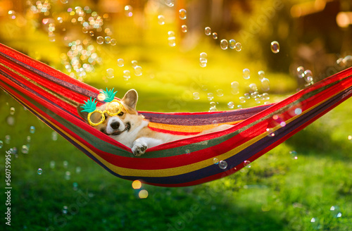 cute corgi dog puppy lies in a hammock in a sunny summer garden on a hot day ...