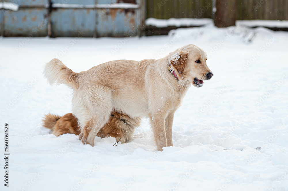 a golden retriever and a welsh corgi play in the white snow a golden retriever and a welsh corgi play in the white snow
