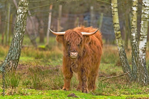 Highland Cattle cow in the winter time in the forest corral.