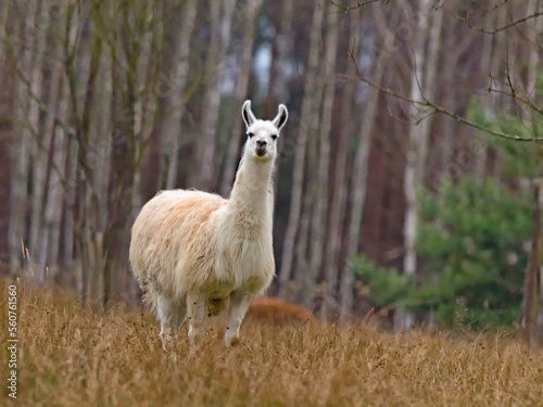 Llama (Lama glama) in the winter season in a forest enclosure.